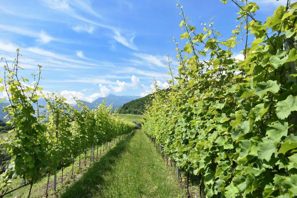 ISERA CANTINA VINI