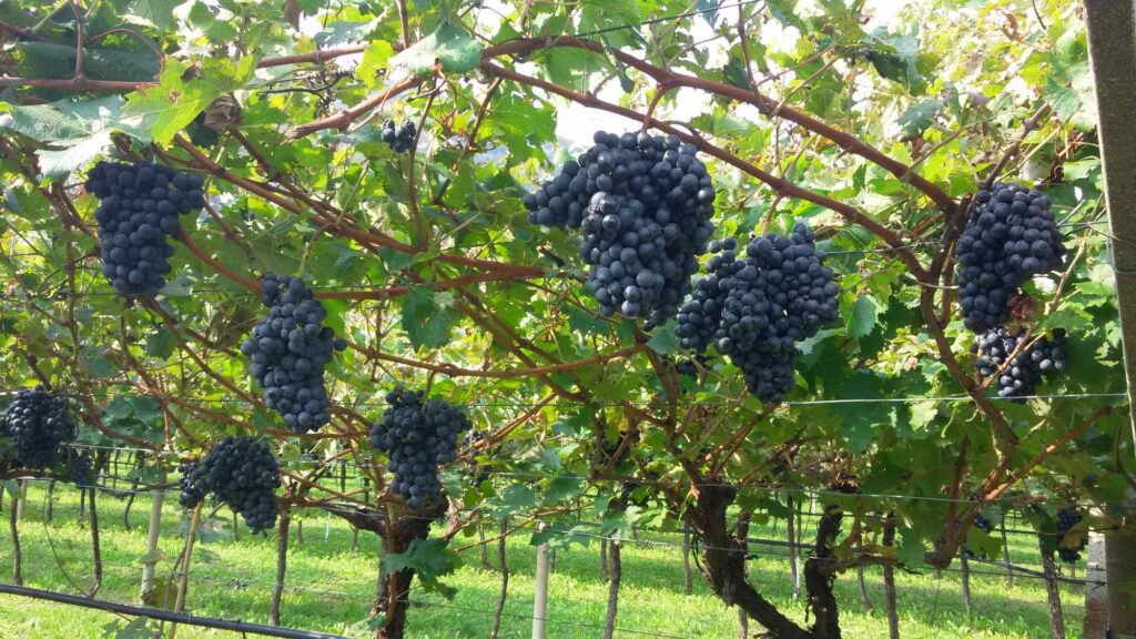 Marzemino_Vigneto_CANTINA SOCIALE ALA