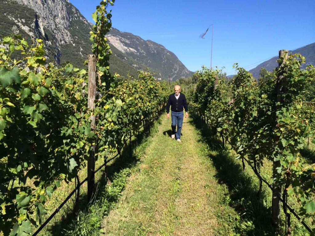 cantina salvetta sarche