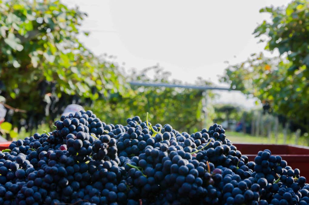 zanini luigi vini del trentino