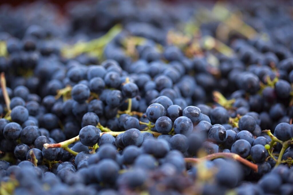 vendemmia trentino alto adige