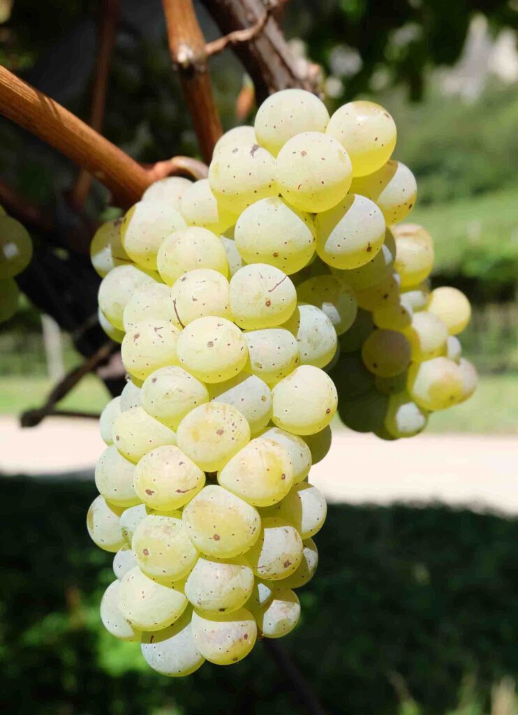 RIESLING RENANO - Consorzio Vini del Trentino