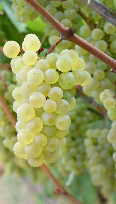 CHARDONNAY