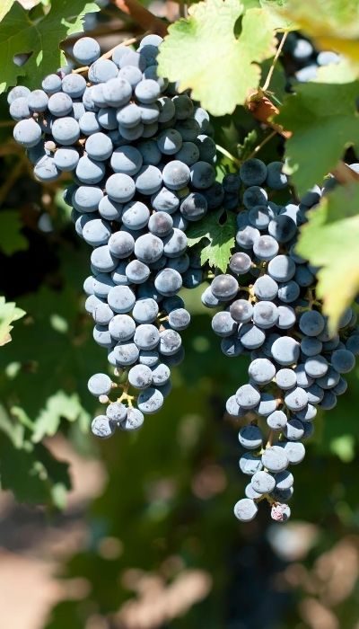 MERLOT