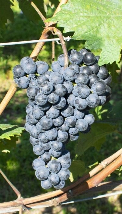 marzemino