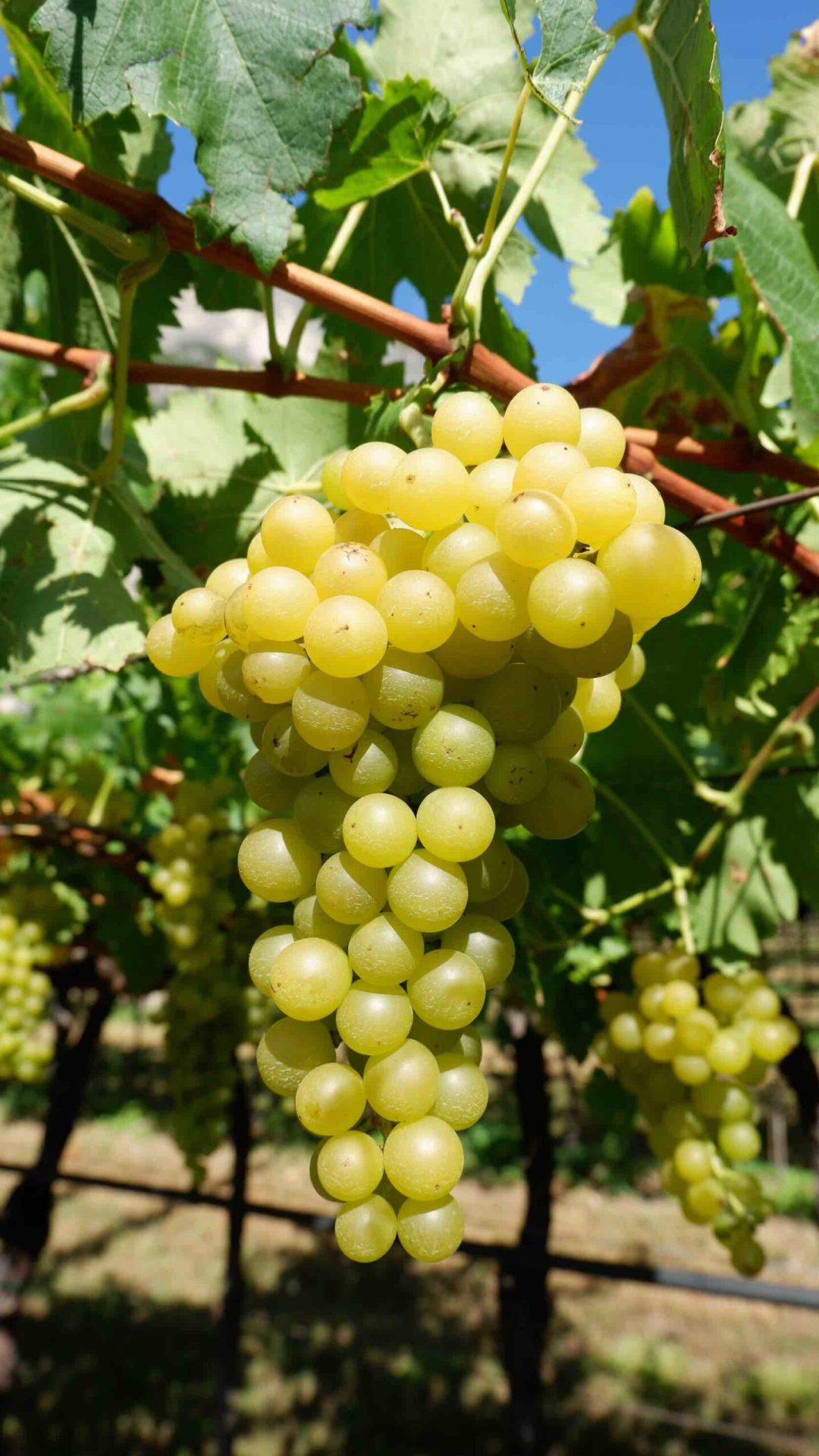 moscato_uva_ph_margherita-pisoni